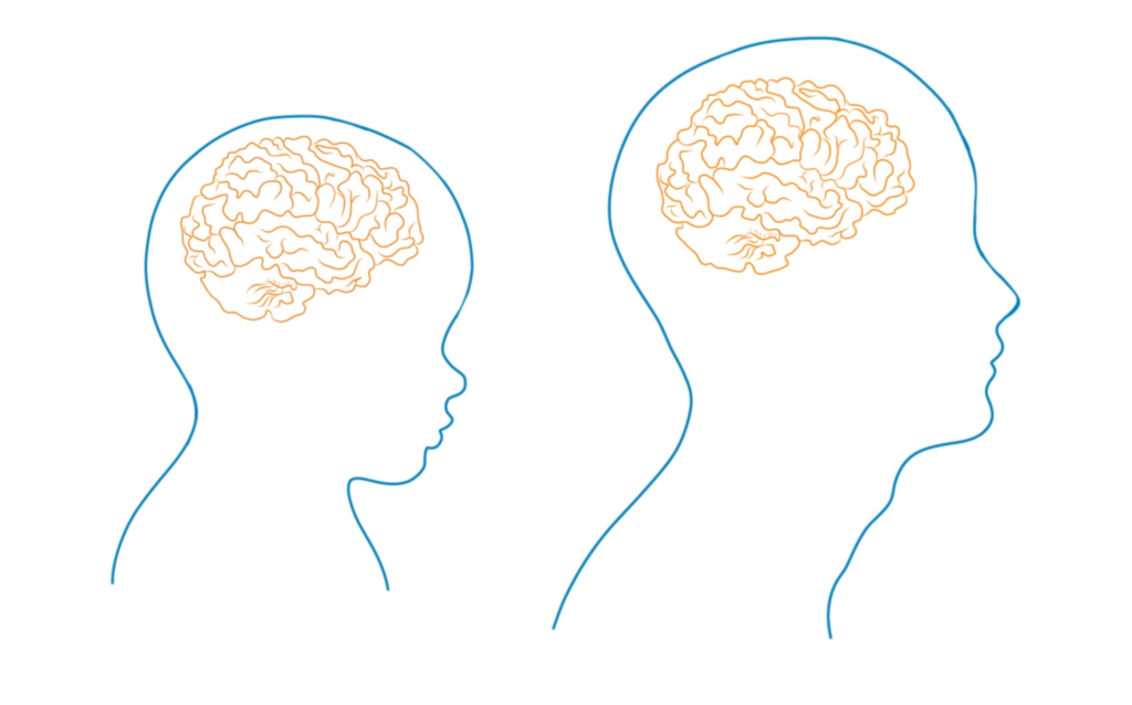 illustration of brain growth