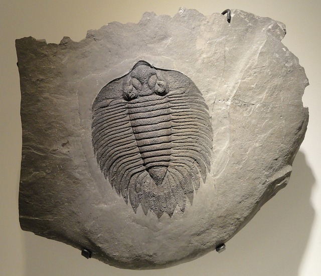 Arctinurus boltoni fossil