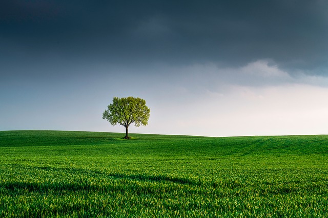 landscape of grass, sky and a tree